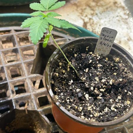 OSS - Papaya Stank