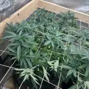 WSE - Sour Diesel