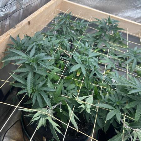 WSE - Sour Diesel