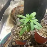 BF - Black Cherry Gushers