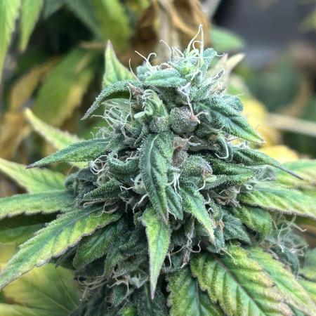 Kannabia - Rainbow Sherbet #11