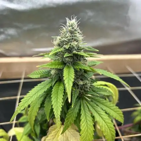 Zamnesia - Bubba Kush