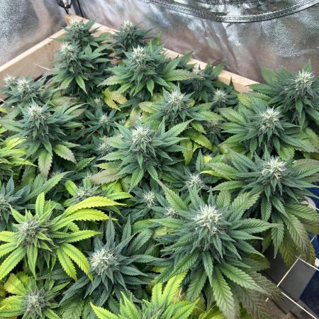 OSS - Sherbet Moonrocks