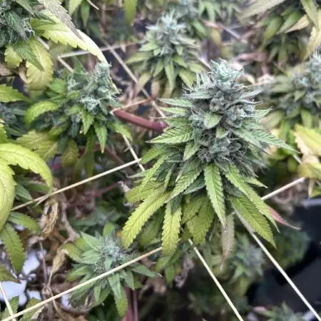 Zamnesia - Granddaddy Purple