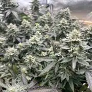 Kannabia - Pink Gelato