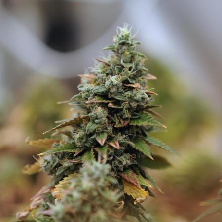 RQS - Dynamite Diesel