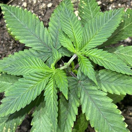 BF - RS11 x Banana OG