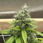 Zamnesia - Bubba Kush