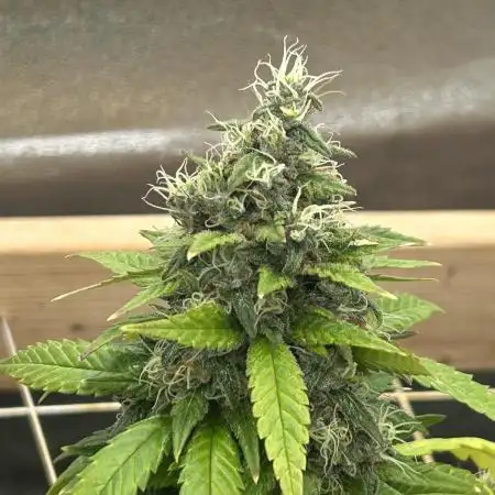 Zamnesia - Bubba Kush