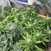 WSE - NYC Diesel