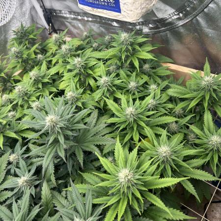 WSE - NYC Diesel