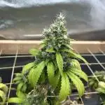 Zamnesia - Bubba Kush