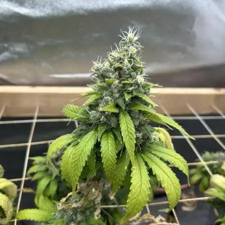 Zamnesia - Bubba Kush