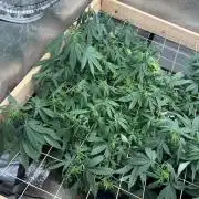 Kannabia - Pink Gelato