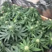 WSE - NYC Diesel