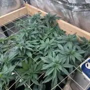 OSS - Sherbet Moonrocks