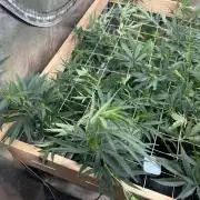 HS - Purple Kush