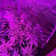 HS - Purple Kush