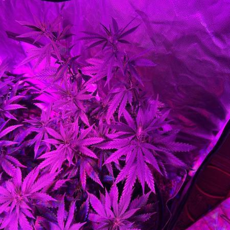 HS - Purple Kush