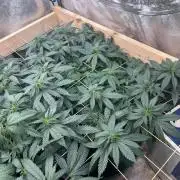 OSS - Sherbet Moonrocks