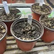 RQS - Tropicana Cookies Purple