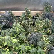 RQS - Tropicana Cookies Purple