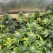 RQS - Tropicana Cookies Purple