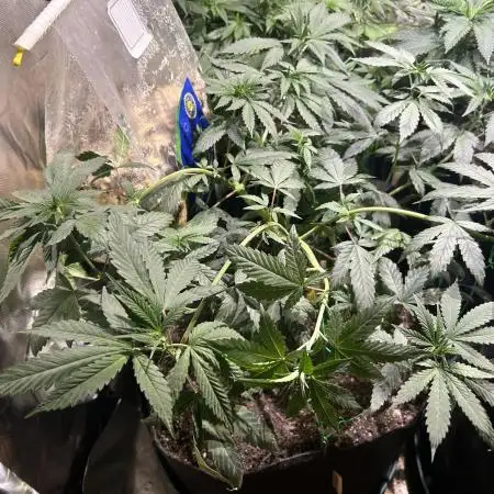 Rainbow Sherbet #11