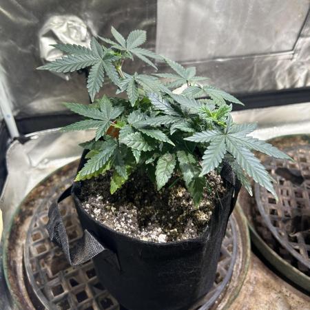 OSS - Sherbet Moonrocks