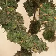 HS - Purple Kush