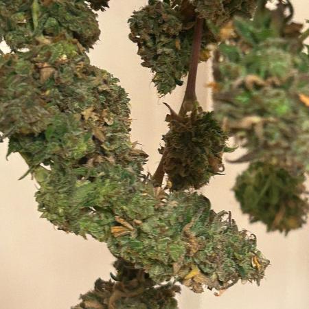 HS - Purple Kush