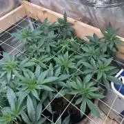 OSS - Sherbet Moonrocks