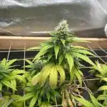 Zamnesia - Bubba Kush