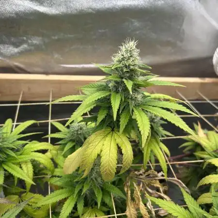 Zamnesia - Bubba Kush