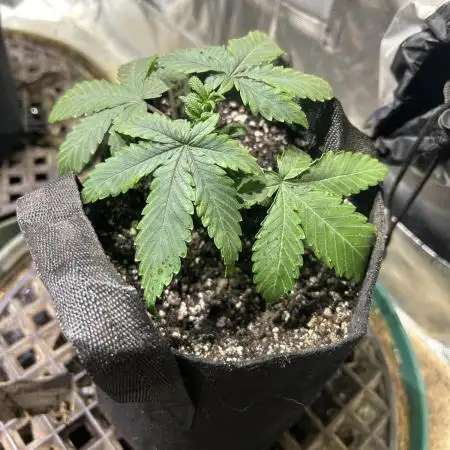 Kannabia - Pink Gelato