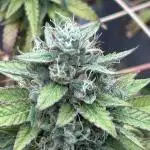 Zamnesia - Granddaddy Purple
