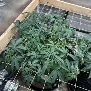 Kannabia - Pink Gelato