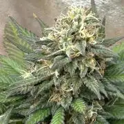OSS - Sherbet Moonrocks