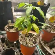 OSS - Papaya Stank