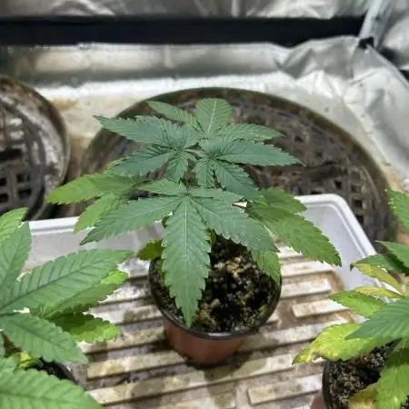 Kannabia - Pink Gelato