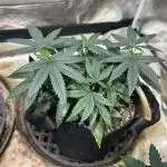 Kannabia - Apple Fritter