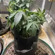 BF - RS11 x Banana OG