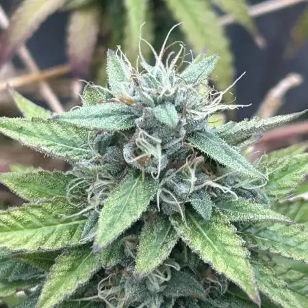 Zamnesia - Granddaddy Purple