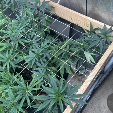 RQS - Gelato 44