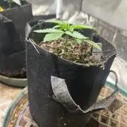 BF - RS11 x Banana OG