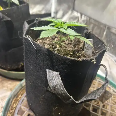 BF - RS11 x Banana OG