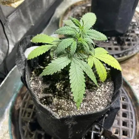 OSS - Do-Si-Dos OG