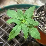 OSS - Papaya Stank