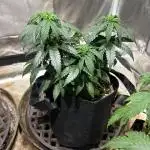 Kannabia - Apple Fritter