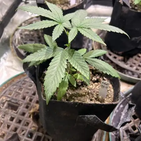 Rainbow Sherbet #11